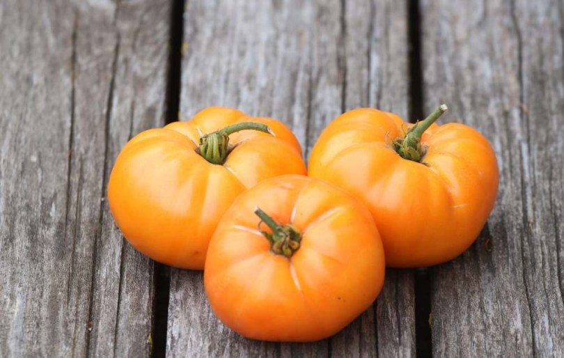 Oma's Orange paradicsom